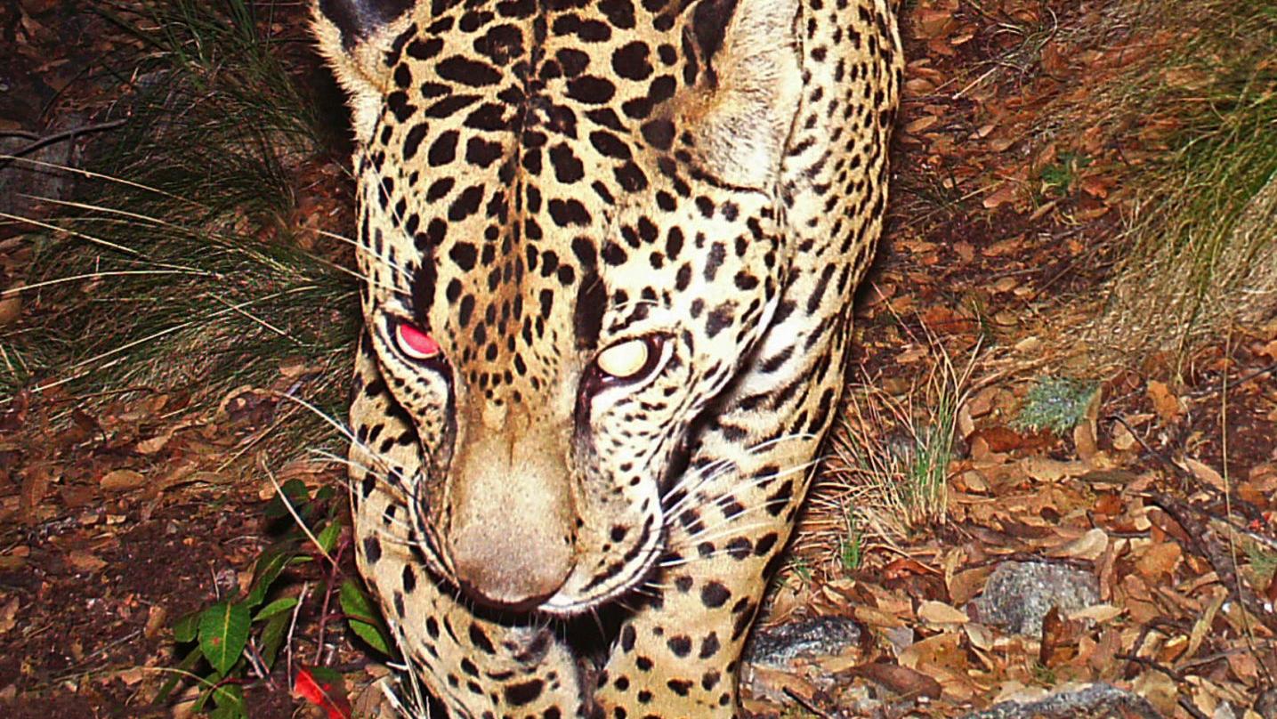 Tucson lawsuit seeks to protect jaguars from Rosemont Mine